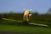 SAB ILGoblin PRO 420 YELLOW / GELB